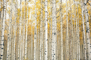 Aspen Tree Wall Art - Gallery Wrapped Canvas
