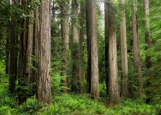 Forest Wall Art