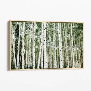Aspen Tree Framed Wall Art - Colorado Photography