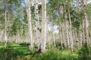 Aspen Tree Forest Wall Art