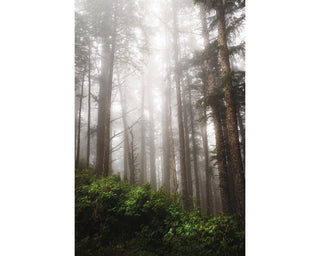 Foggy Oregon Forest Canvas Wall Art