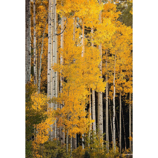 Colorado Aspen Forest Wall Art