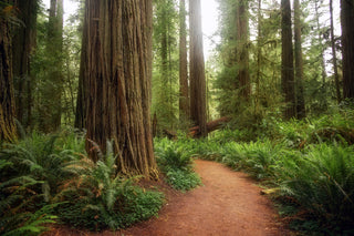 The Giant Redwoods