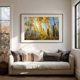 Fall Aspen Trees Wall Art - Colorado Photos - Forest near Crested Butte