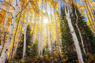 Yellow Fall Aspen Canopy, Large Canvas or Photo Print for Wall Decor, Colorado Landscape