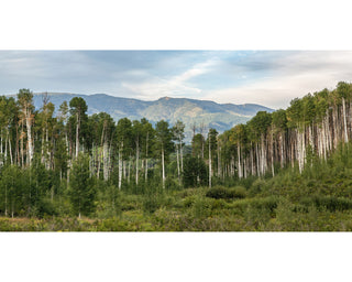 Colorado Green Aspen Trees and Mountains Panoramic Photo