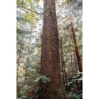 Coastal Oregon Forest Canvas Wall Art - Hemlock Trees - Nature Photography for Home Decor