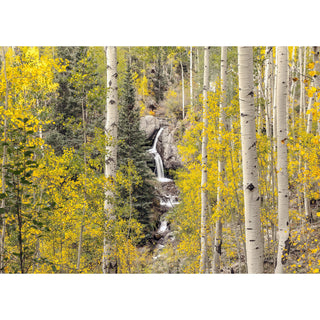 Colorado Aspen Waterfall Photography Print - Canvas Wall Art