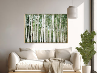 Aspen Tree Framed Wall Art - Colorado Photography