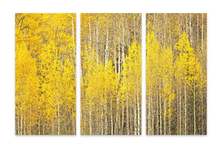 Fall Aspen Tree Forest Canvas Prints - Set of 3 - Colorado Wall Art