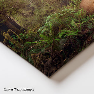 California Redwoods Forest Wall Art - Canvas or Fine Art Photography Prints