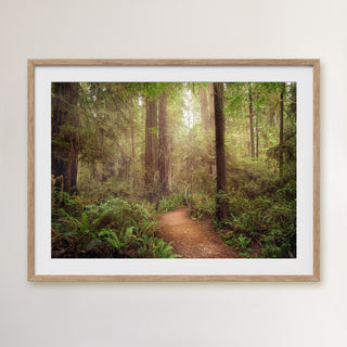 California Redwoods Forest Wall Art - Canvas or Fine Art Photography Prints