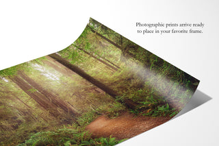 California Redwoods Forest Wall Art - Canvas or Fine Art Photography Prints