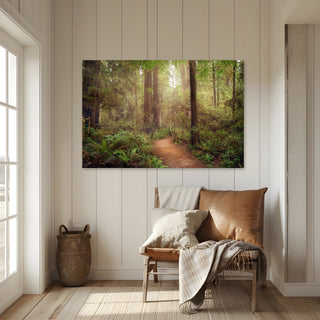 California Redwoods Forest Wall Art - Canvas or Fine Art Photography Prints