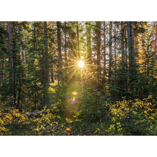 Colorado Forest Photography Print - Nature Canvas Wall Art