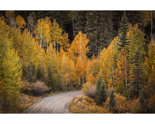 Colorado Fall Drive, Aspen Forest, Canvas Wall Art or Photo Print for Home Decor
