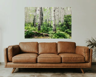 Summer Aspen Tree Trunks - Forest Wall Art -  Colorado Landscape Photography