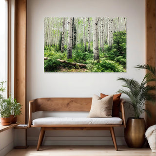 Summer Aspen Tree Trunks - Forest Wall Art -  Colorado Landscape Photography