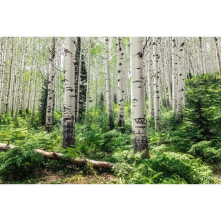 Summer Aspen Tree Trunks - Forest Wall Art -  Colorado Landscape Photography