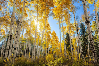 Fall Aspen Trees Wall Art - Colorado Photos