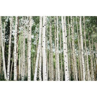 Aspen tree wall art featuring white tree trunks and green foliage on a summer day.