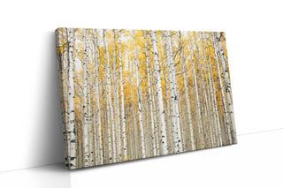 Fall Aspen Trees - Canvas Wall Art