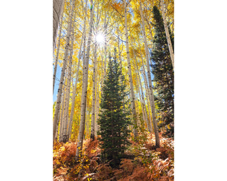 Golden Fall Aspen Tree Forest Photo, Wall Art Prints or Canvas, Autumn Color, Nature Photography for Home Decor, Colorado Gifts