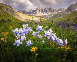Colorado Wildflower Wall Art