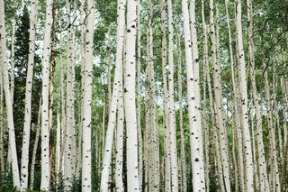 Green Aspen Tree Forest Wall Art, Birch Tree Print, Colorado Wall art, Nature photography, Modern home office decor, Lodge Cabin