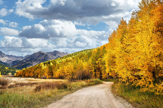 Aspen Colorado Forest Road Landscape Print, Fall Aspen Tree Print, Mountain Wall Art, Maroon Bells, Birch Tree Photo