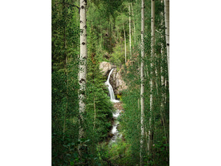 Aspen Trees Forest and Waterfall Photo Lake City Colorado