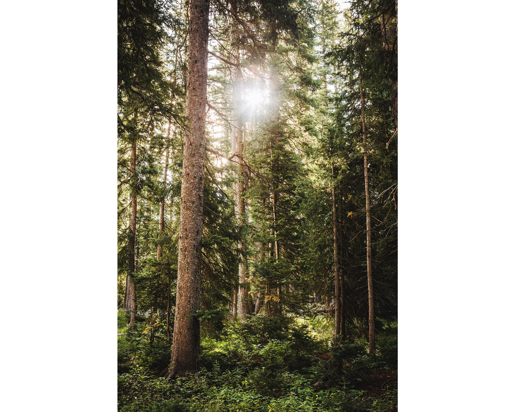 Extra Forest Colorado Pine Tree Forest Wall Art, Nature Photography, Extra Large Ar ...