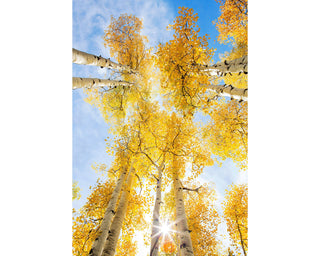 Yellow Aspen Birch Tree Wall Art, Colorado Landscape Canvas, Nature Photography, Forest, Trees, Nature Wall Art