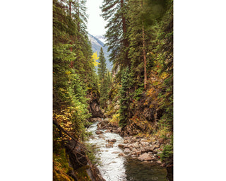 Pine Tree Forest, Wall Art Canvas, Mountain River, Colorado, Nature Wall Art