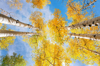 Aspen Tree Canvas Wall Art - Colorado Nature Photography