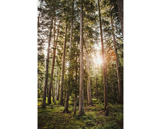 Pine Trees Forest Wall Art, Colorado Nature Photography, Canvas wall art