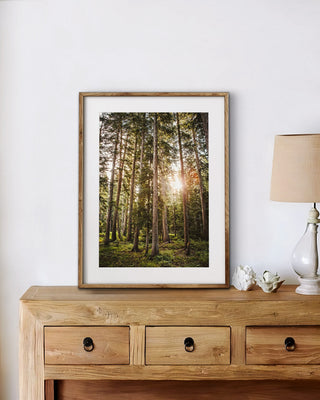Pine Trees Forest Wall Art, Colorado Nature Photography, Canvas wall art