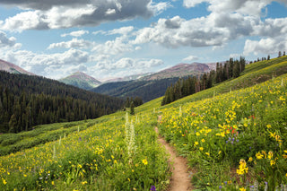 Rocky Mountain Hiking Photo, Colorado Wall Art, Summer Wildflowers and Blue Sky, Nature Home Decor