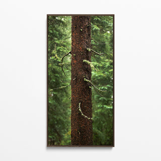 Long Narrow Forest Wall Art, Extra Large Canvas Art Print, Nature Photography, Colorado Pine Trees, Nature Wall Art