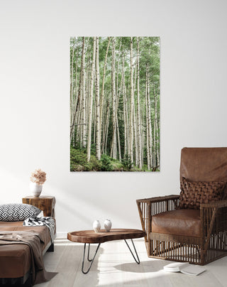 Green Aspen Tree Wall Art, Aspen Photo Print, Colorado Aspen Canvas, Landscape, Nature Photography, Forest Art Print