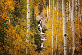 Colorado Fall Aspen Trees and Waterfall, Birch Tree Wall Art, Forest Art Print, Home Decor, Nature Wall Art, Aspen Tree Wall Art