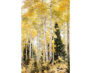 Fall Aspen Tree Art Print, Birch Forest Wall Art, Colorado Photography, Nature Wall Art, Home Decor