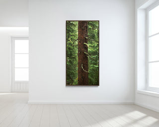 Long Narrow Forest Wall Art, Extra Large Canvas Art Print, Nature Photography, Colorado Pine Trees, Nature Wall Art