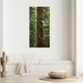 Long Narrow Forest Wall Art, Extra Large Canvas Art Print, Nature Photography, Colorado Pine Trees, Nature Wall Art