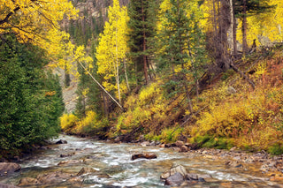 Henson Creek, Lake City Colorado Photo, National Forest Photo, Nature Wall Art, Aspen Tree Wall Art