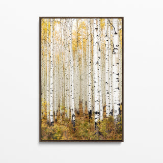 Framed Wall Art Aspen Canvas Print, Birch Trees, Colorado Landscape Photography Canvas, Home Office Decor, Wall Decor, Rustic, Minimalist