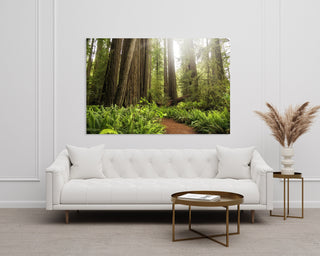 Redwood Forest Canvas Wall Art Print, California Nature Photography, Home Office Decor, Wall Decor, Nature Wall Art