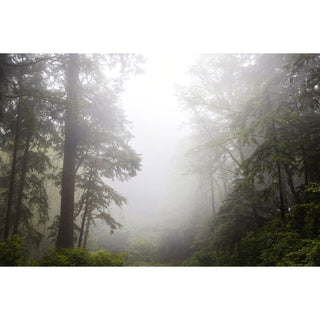 Foggy Coastal Forest Wall Art - Extra Large Canvas for Home Decor