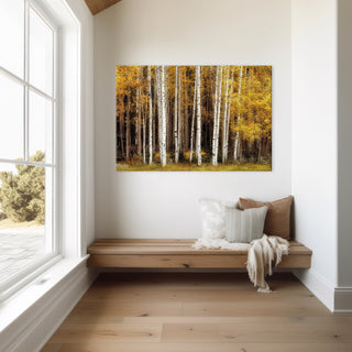Among the Aspen Trees: Canvas Art for Modern and Rustic Homes - Extra Large Gallery Wrap Canvas - Customizable Framing