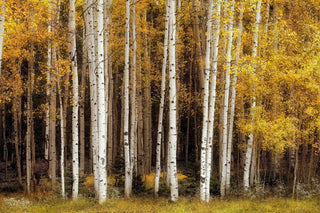 Among the Aspen Trees: Canvas Art for Modern and Rustic Homes - Extra Large Gallery Wrap Canvas - Customizable Framing